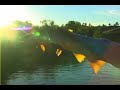 huge brown and rainbow trout eat drys on missouri river huge brown and rainbow trout eat drys on missouri river