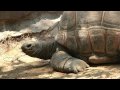 Brief Tour Of Los Angeles Zoo