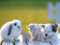 Rabbits and Hoosiers