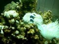 videos de My 2 weeks 24 gal. nano cube