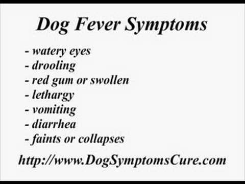 how to treat fever in dogs