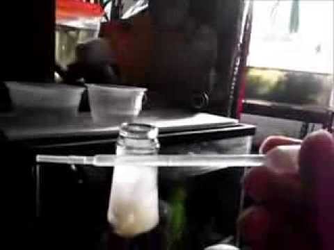 how to collect vinegar eels