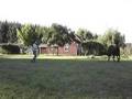 Stella, Percheron Thouroughbred cross for sale