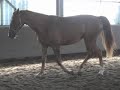 Bilady scandic x Goudsmit