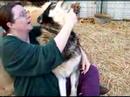 Wolf Love