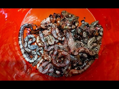 YouTube reptile video