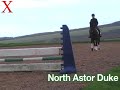 North Astor Duke from Exmoor Eventing