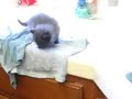 SPIDER CAT :D SPIDER CAT :D