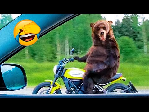 Play this video Best Funny Animal Videos Of The 2022 Пё - Funny Farm And Wild Animals Videos ПП