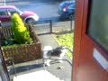 Koda Howling - Alaskan Malamute Howling