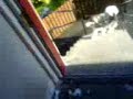Koda Howling - Alaskan Malamute Howling