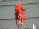 Hummingbirds