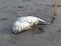videos de Harbor seal pup 2