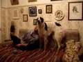 Borzoi video