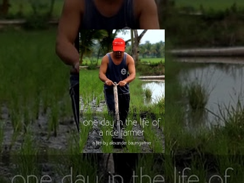 Philippines - For many, a bowl of rice is a simple trip to the supermarket. Rarely do we think about the production of our food. The documentary shows a typical day in the life of a rice farmer and the laborious...