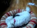 Me Framing My Dog By Wraping String Around Surrounding Things *Before 2nd Dog*