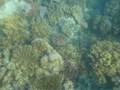 Great Barrier Reef 2