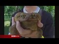 a huge cane toad weighing nearly a kilogram has been found in darwin in northern australia.

from bbc news 27/03/07.