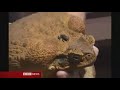 a huge cane toad weighing nearly a kilogram has been found in darwin in northern australia.

from bbc news 27/03/07.