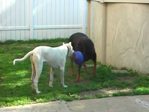 dogo argentino vs puma
