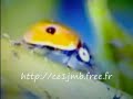 Elevage de coccinelles. Adalia part � la chasse