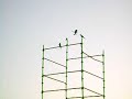 crow crow