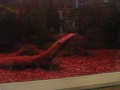 pike eats cichlid