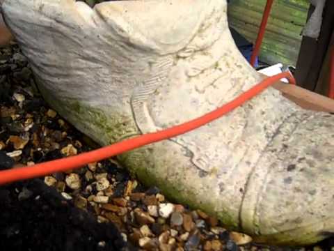 how to transplant hens and chick plants