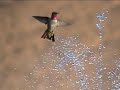 Hummingbirds In Our Fountain