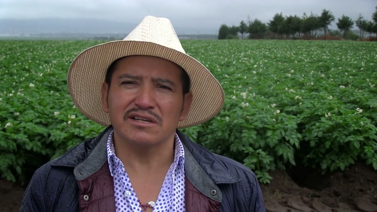 SQM - Cultivo de papa