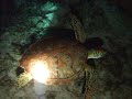 Night Dive Turtle - Cozumel