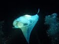 Night Dive with Mantas in Kona Hawaii