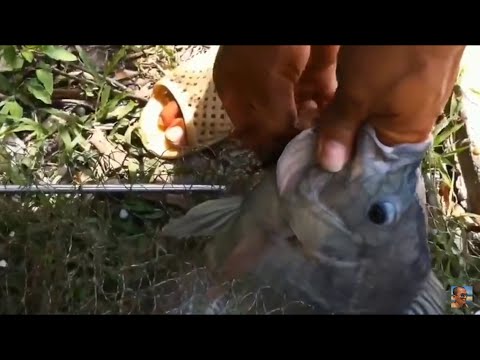rô - Một người bạn được chủ Hồ câu mời câu