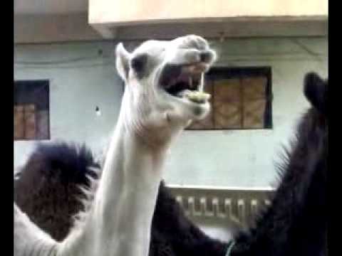 camello con cosquillas