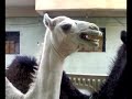 Ticklish Camel