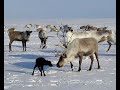 Слайд-шоу: чукотские олени