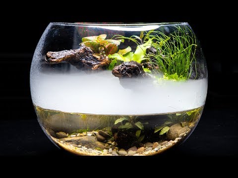 YouTube reptile video