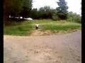 gigaredbull2