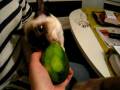 Li'll Baloo eating avocado
