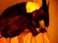 my baby snoring& having a bad dream