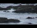 videos de Elephant Seal Fight