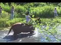 Horses in the Pond Horses in the Pond