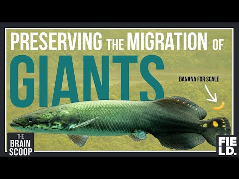 Preserving the migration of Giants: Guyana's Arapaima