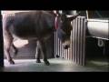 Donkey Escape Artist - Clever Critters - BBC Pets & Animals