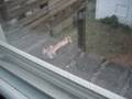 videos de Greyhound and two mutts get teased by squirel
