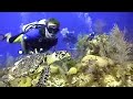 Official video: Halcyon Cove by rex resorts - Antigua