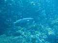 White Tip Reef Shark at Komodo