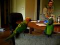 MANGO ( Sun conure) CHECKING OUT PERCY(Dusky Conure)