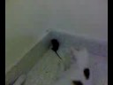 Cat and Mouse