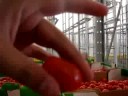 GRAPE TOMATOES